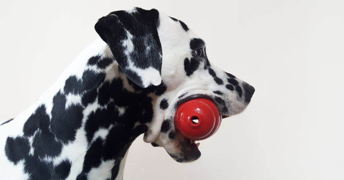 The 7 Best Work-To-Eat Dog Enrichment Toys